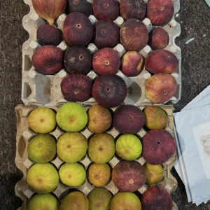 Figs fresh from the tree in a cardboard carton, in color from dark red to bright green