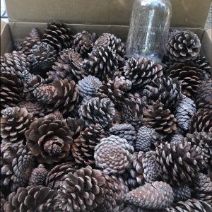 photo of a box full of pine cones with a pint jar for size comparison