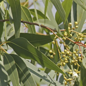 Photo of leaves and branches of eucalyptus on the farm
