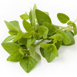 generic photo of oregano sprig